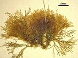 4 - Campione d'erbario con assi leggermente compressi lateralmente